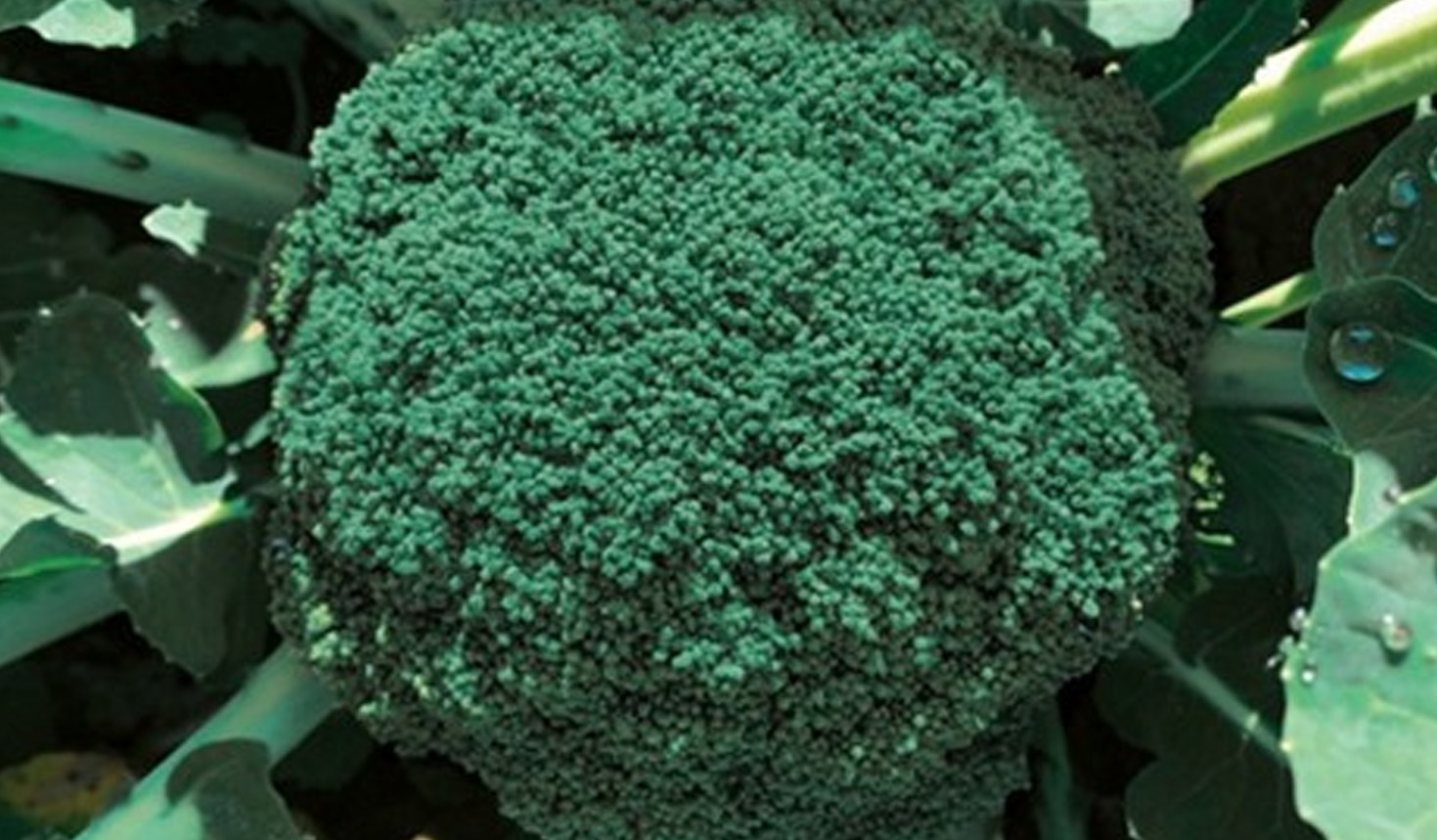 broccolo